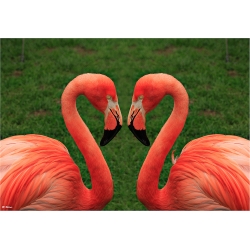 Ein Herz für Flamingos